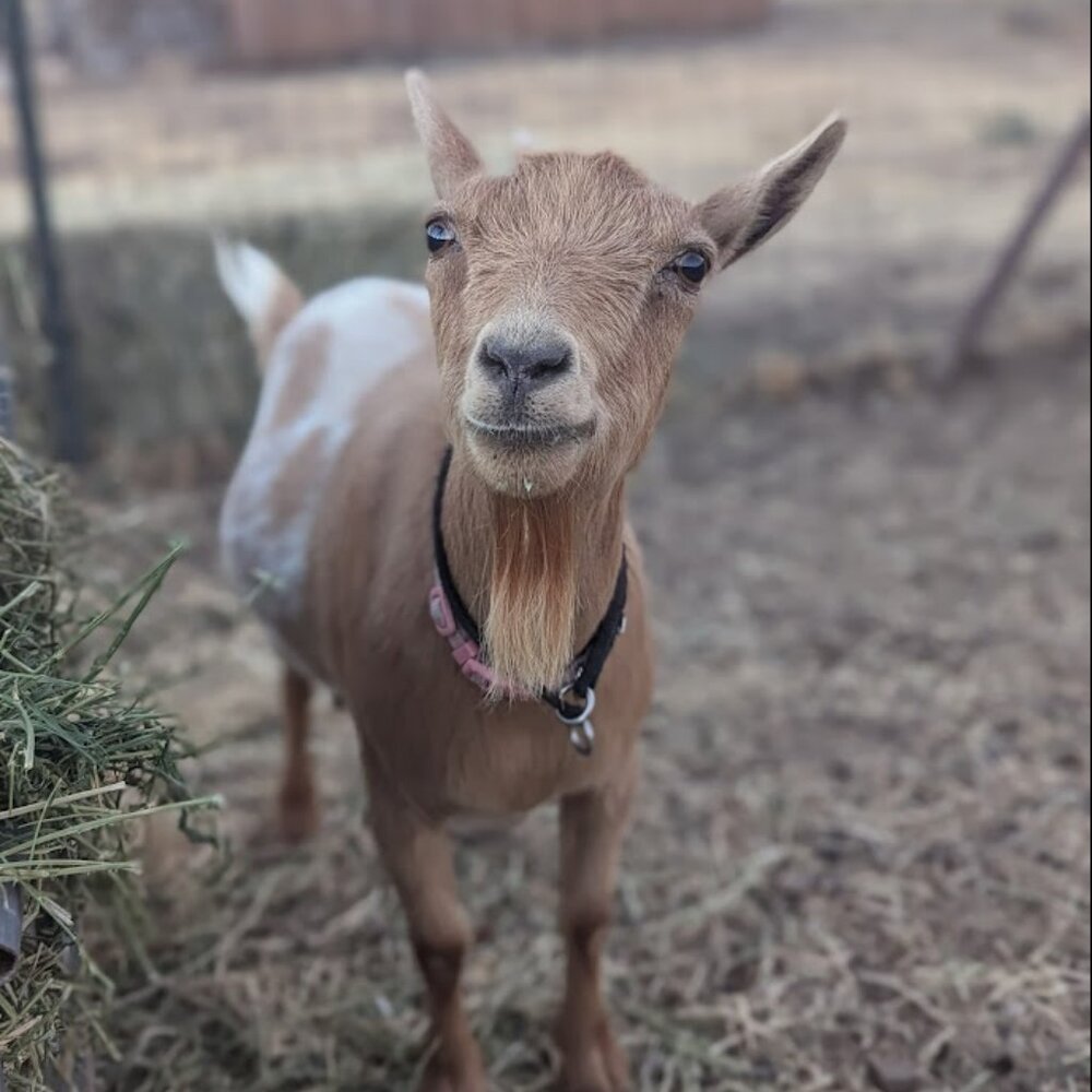 Goat Soap